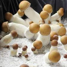 Penis Envy Mushroom Spores