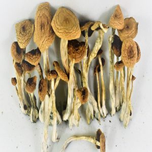 Psilocybe cubensis Mushroom