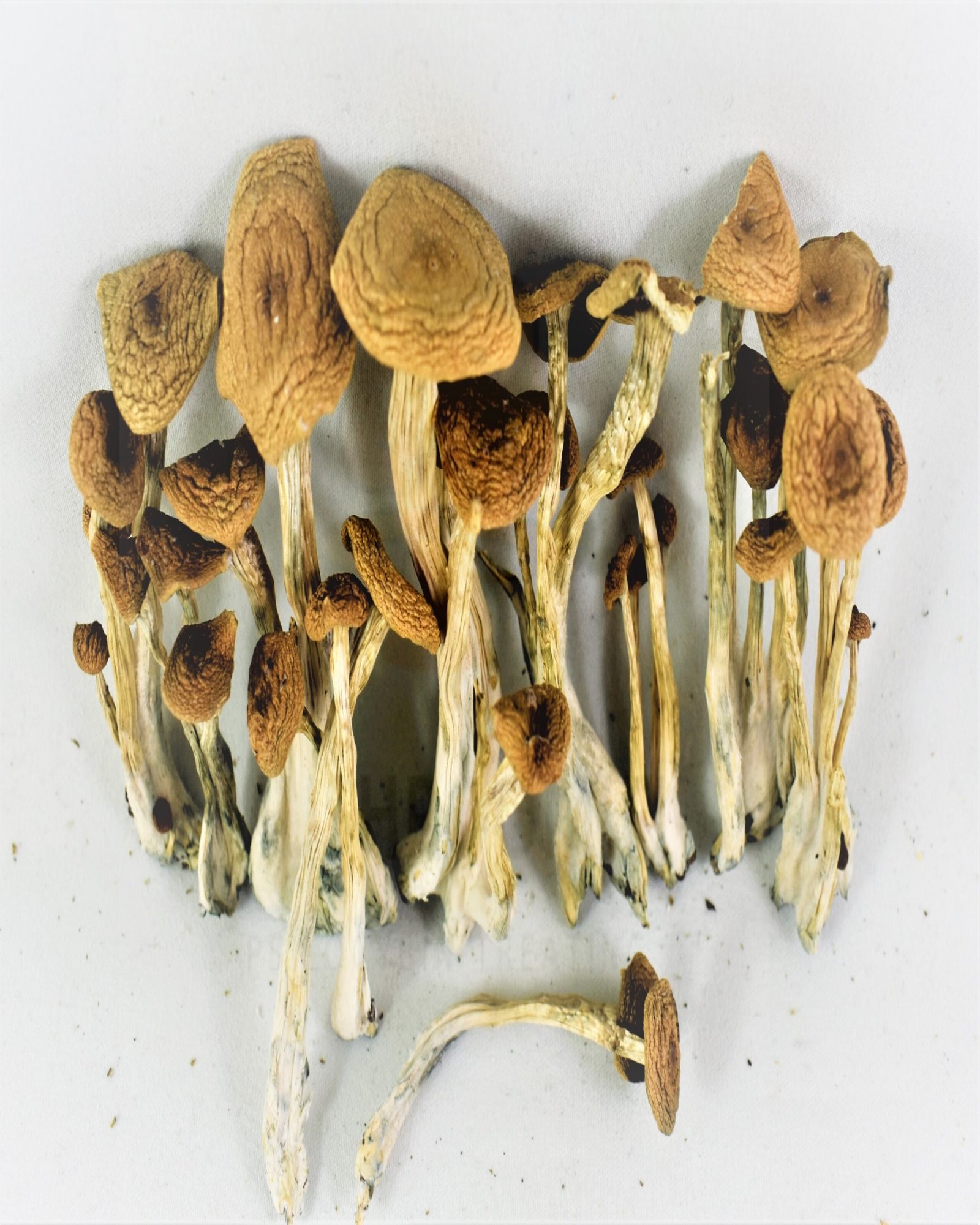 Psilocybe cubensis Mushroom