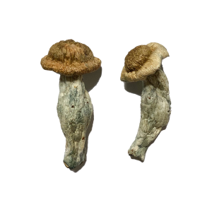 Shepherd Penis Envy Magic Mushroom