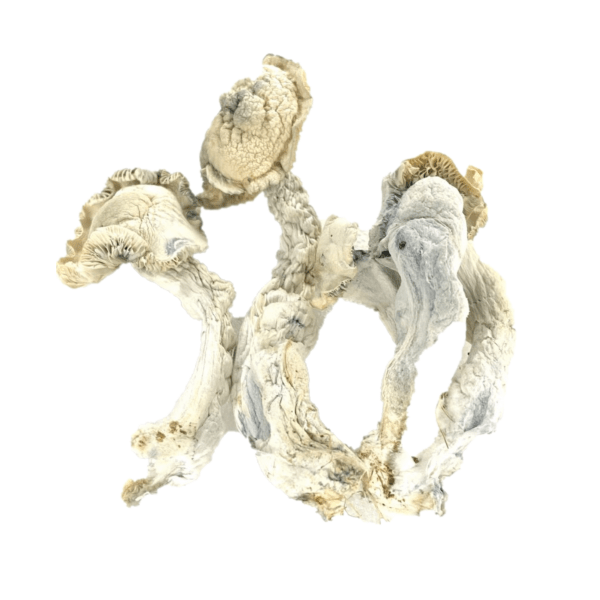 True Albino Teacher Psilocybe Cubensis (TAT)