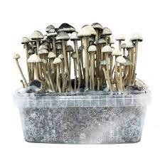 Copelandia Hawaiian' Grow Kit