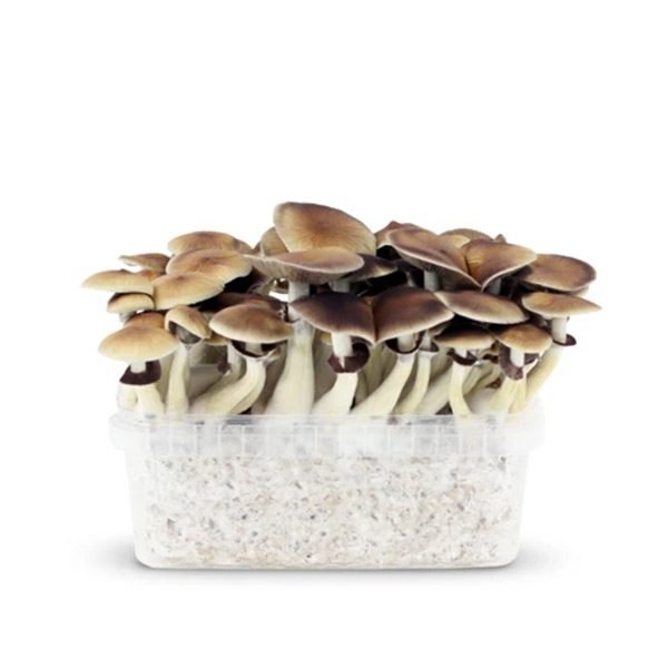 GROW KIT AMAZONIAN