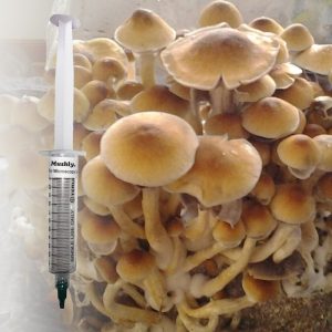 B+ Cubensis Mushroom Spore Syringe