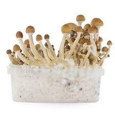 McKennaii Grow Kit