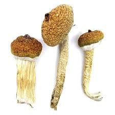 Psilocybe Azurescens Mushroom