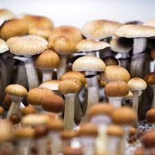 Magic Mushroom Grow Kits USA