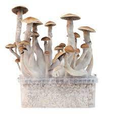 Treasure Coast Grow Kit